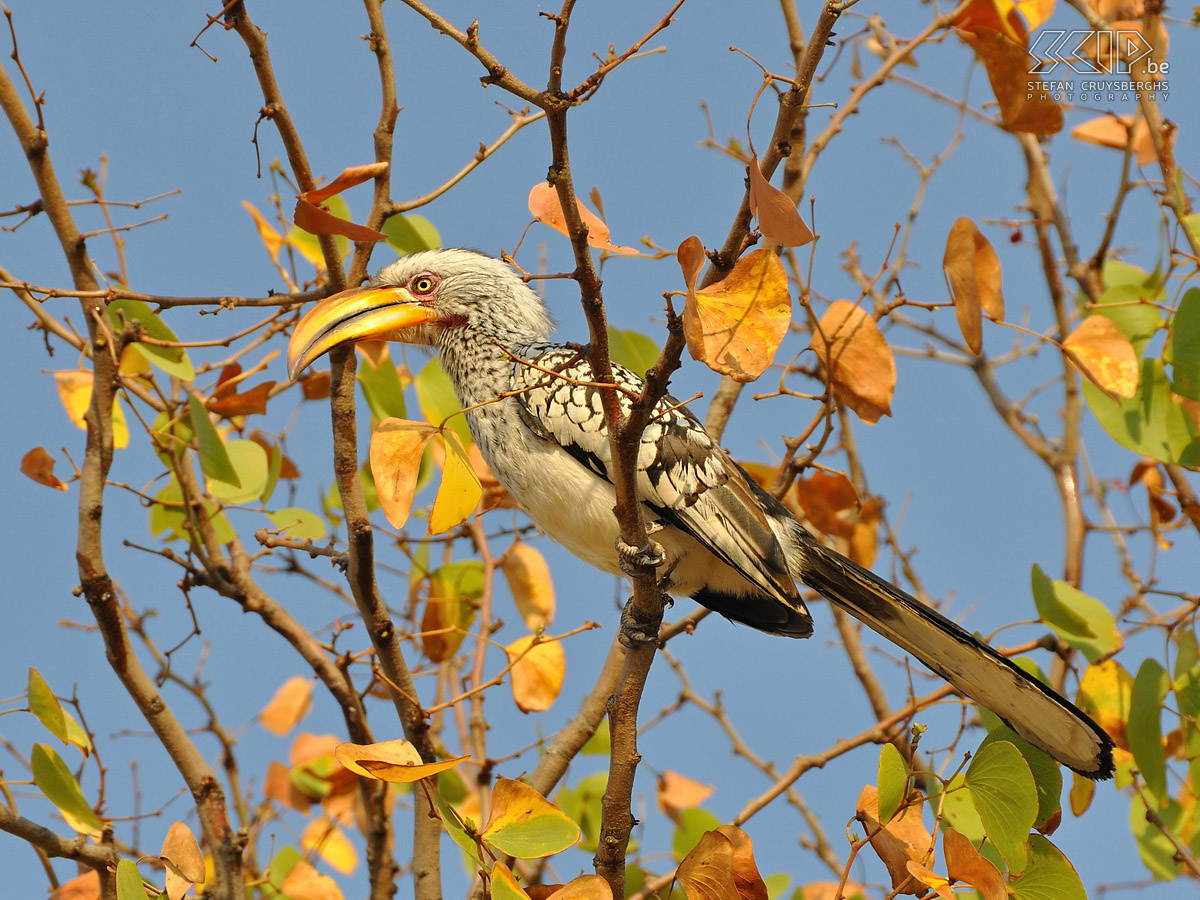 Twyfelfontein - Yellow-billed Hornbill (Tockus leucomelas)  Stefan Cruysberghs